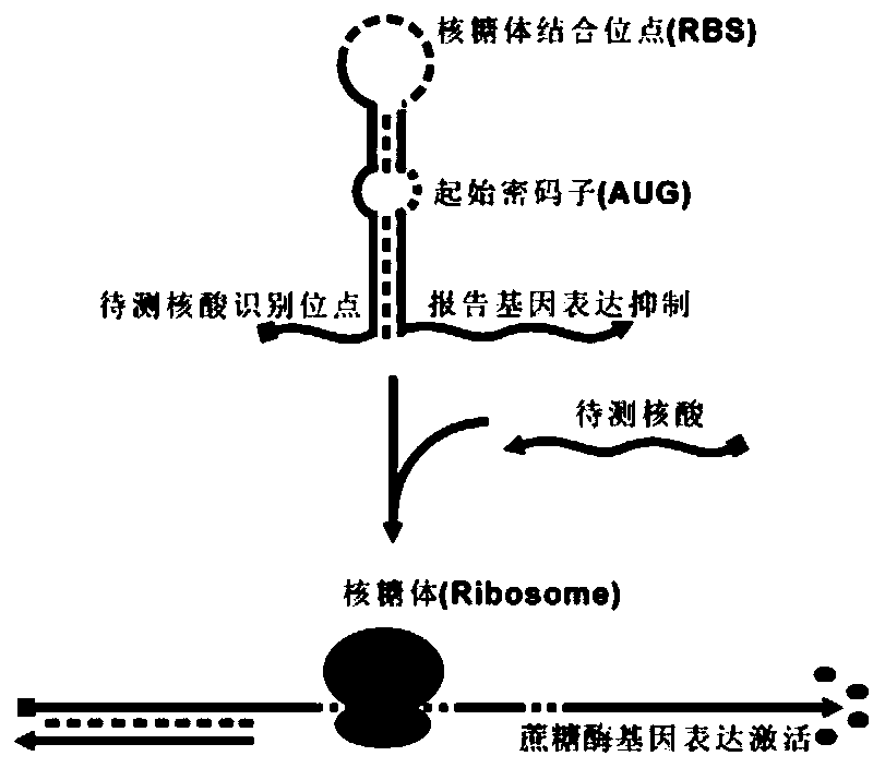 Detection carrier based on blood glucose meter detection