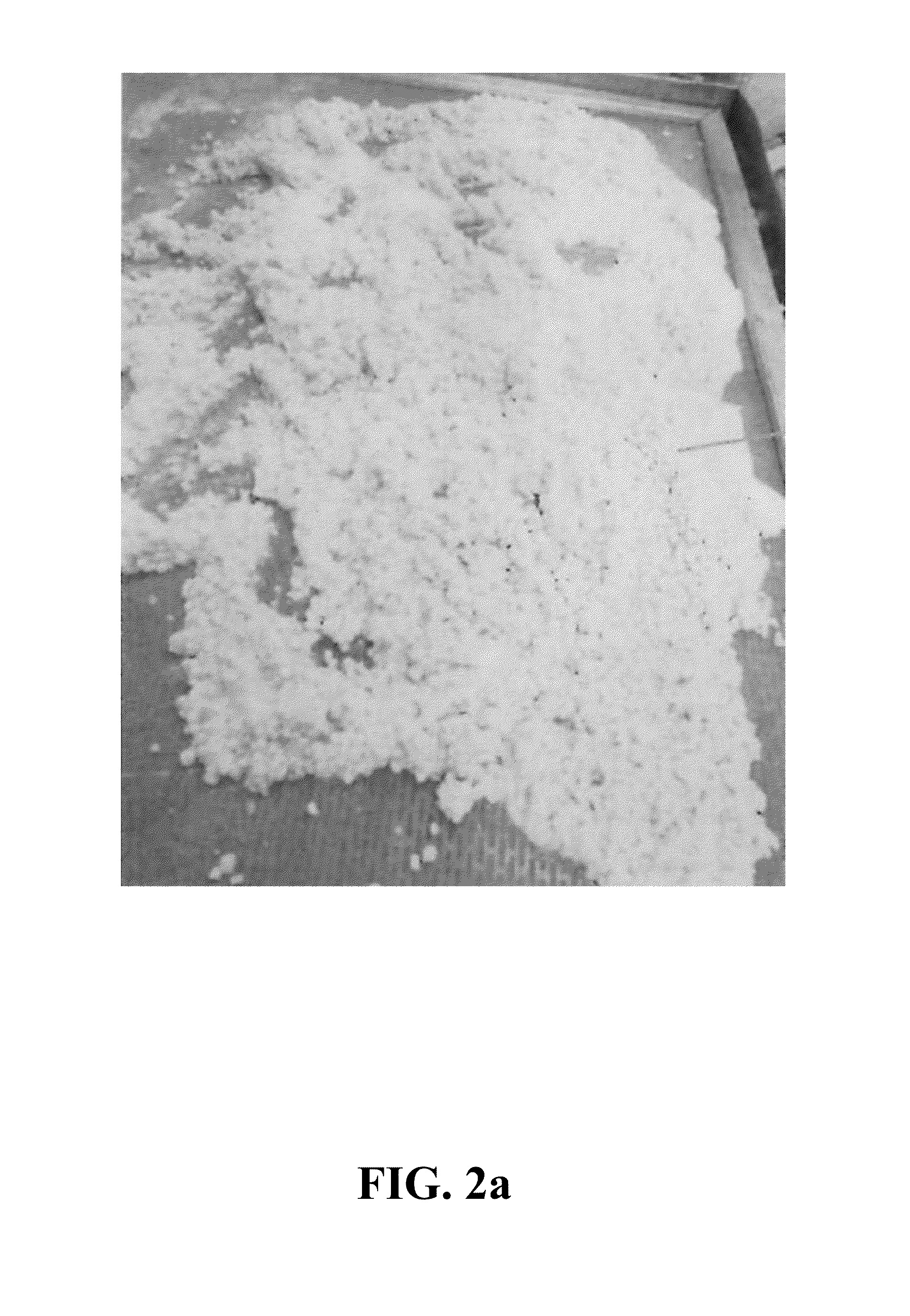 Process for coagulating sulfonated block copolymers