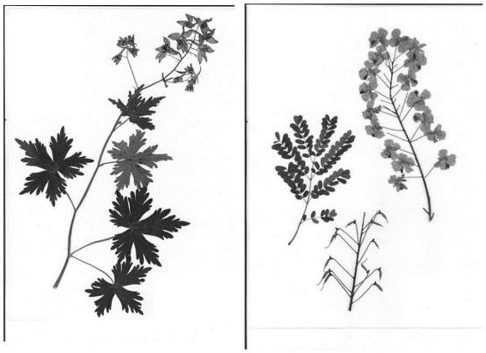 Method for efficiently and rapidly manufacturing plant herbarium specimens