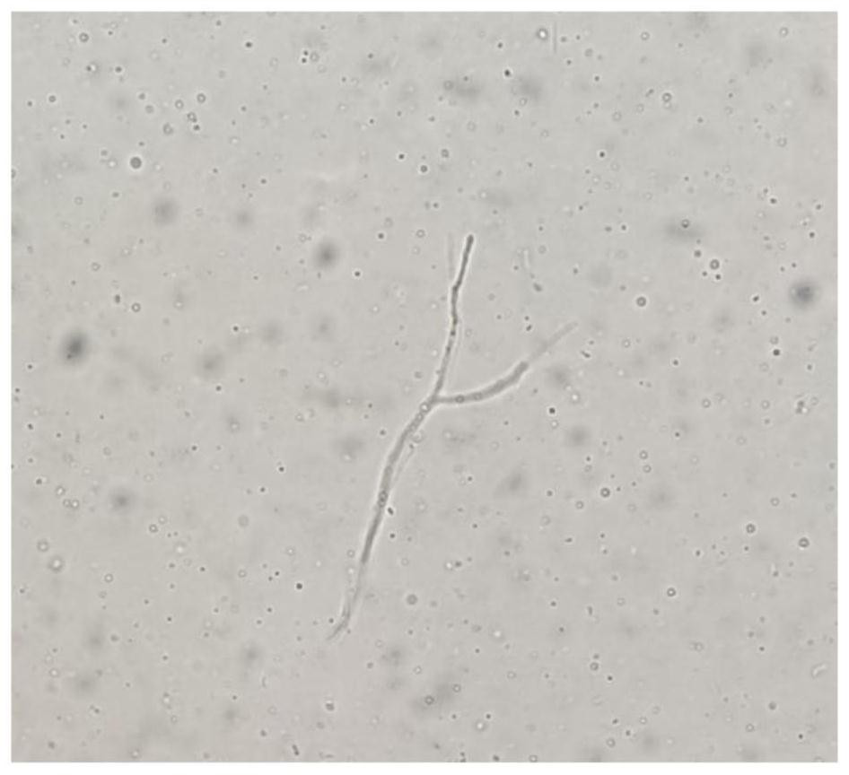 Tricholoma matsutake and method for producing ergothioneine with same