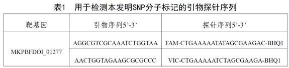 SNP molecular marker used for identifying Brucella vaccine strain M5, and application of SNP molecular marker