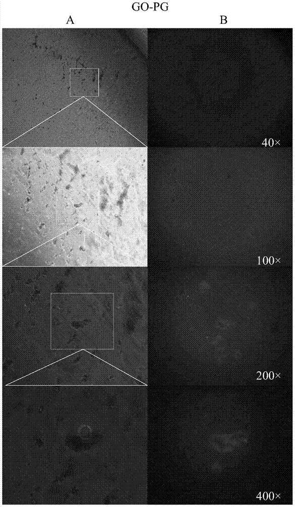 Graphene oxide-recombinant streptococcal protein g composite material and its preparation and application