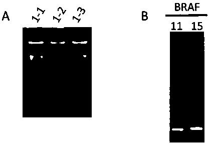 Primer combination and its application for detecting braf gene mutation in trace tissues