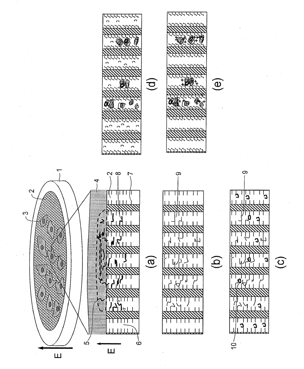 GENE EXPRESSION ANALYSIS METHOD USING TWO DIMENSIONAL cDNA LIBRARY