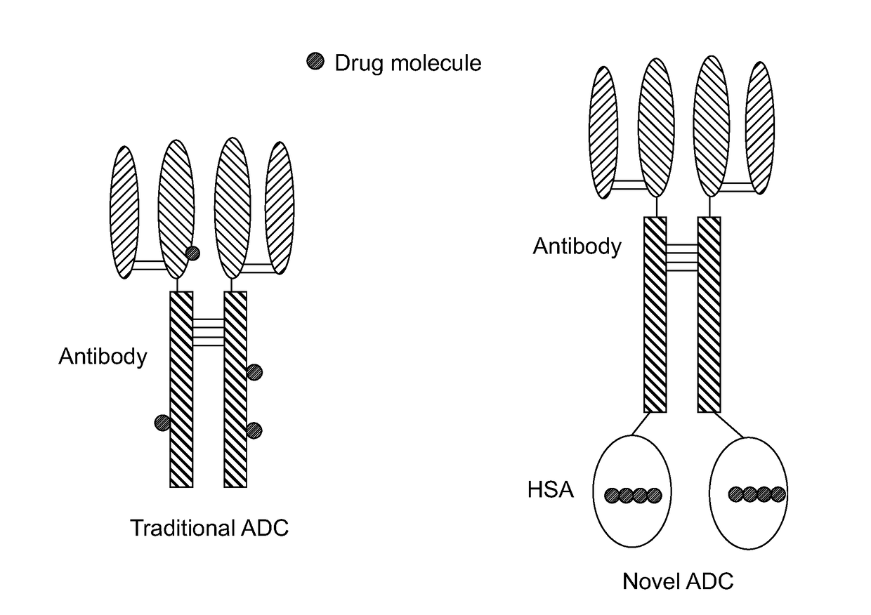 Novel antibody-albumin-drug conjugates (AADC) and methods for using them