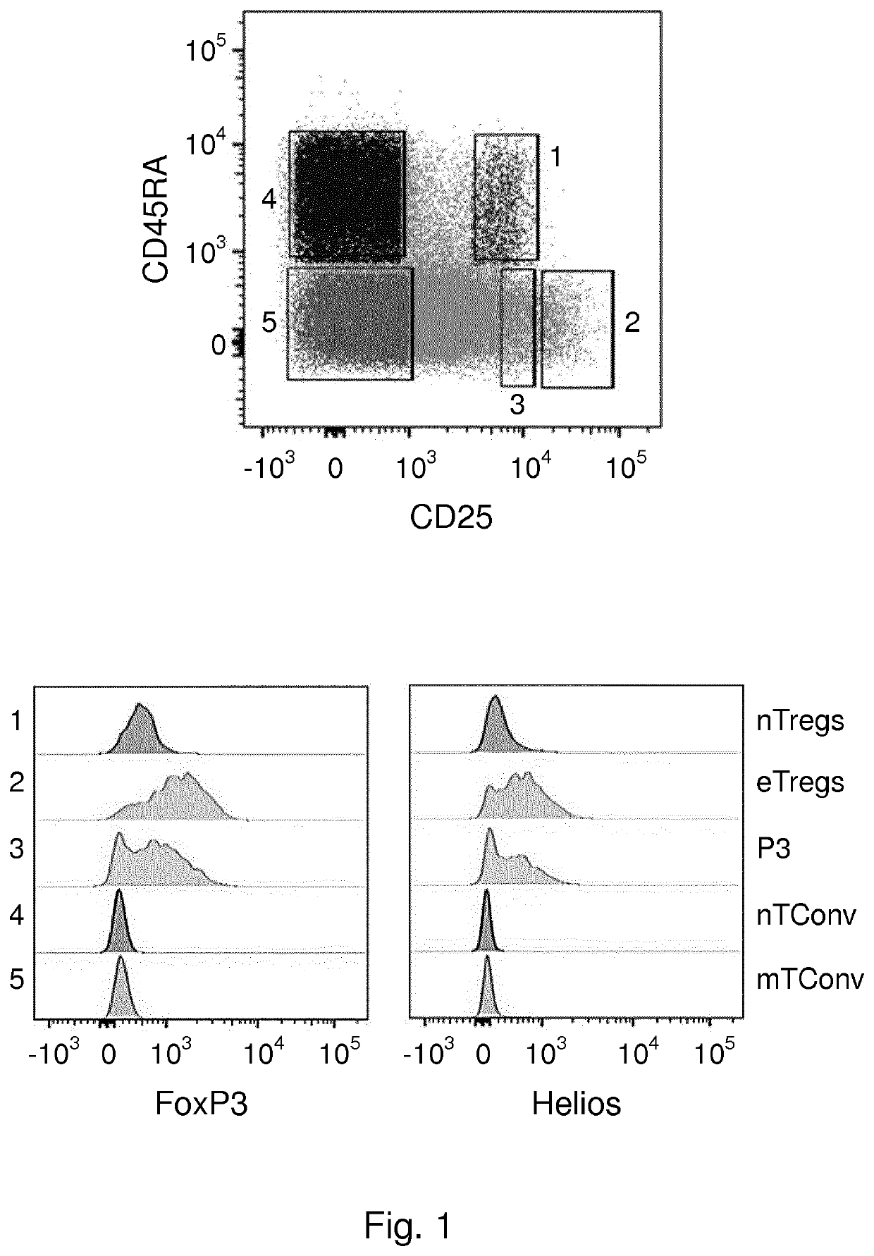Isolation of stable regulatory t cells and uses thereof