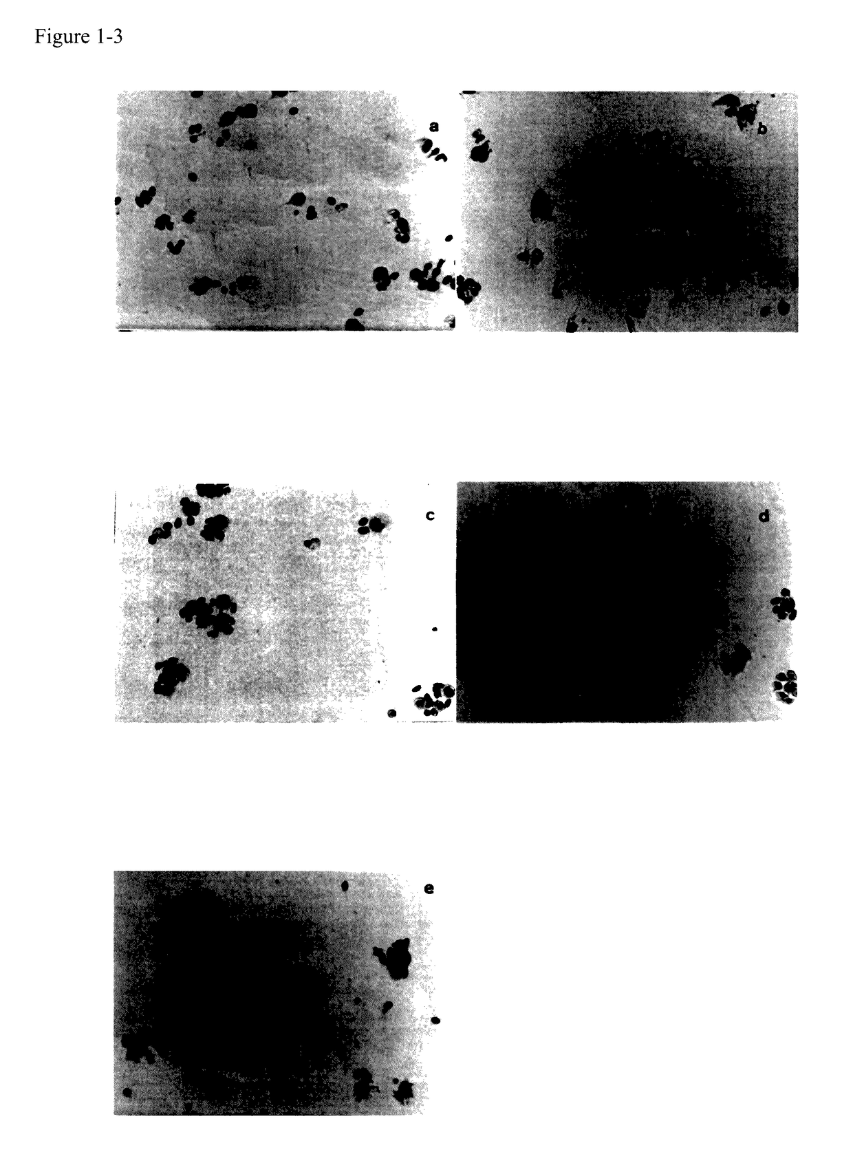 Useful process for screening immune response modifier