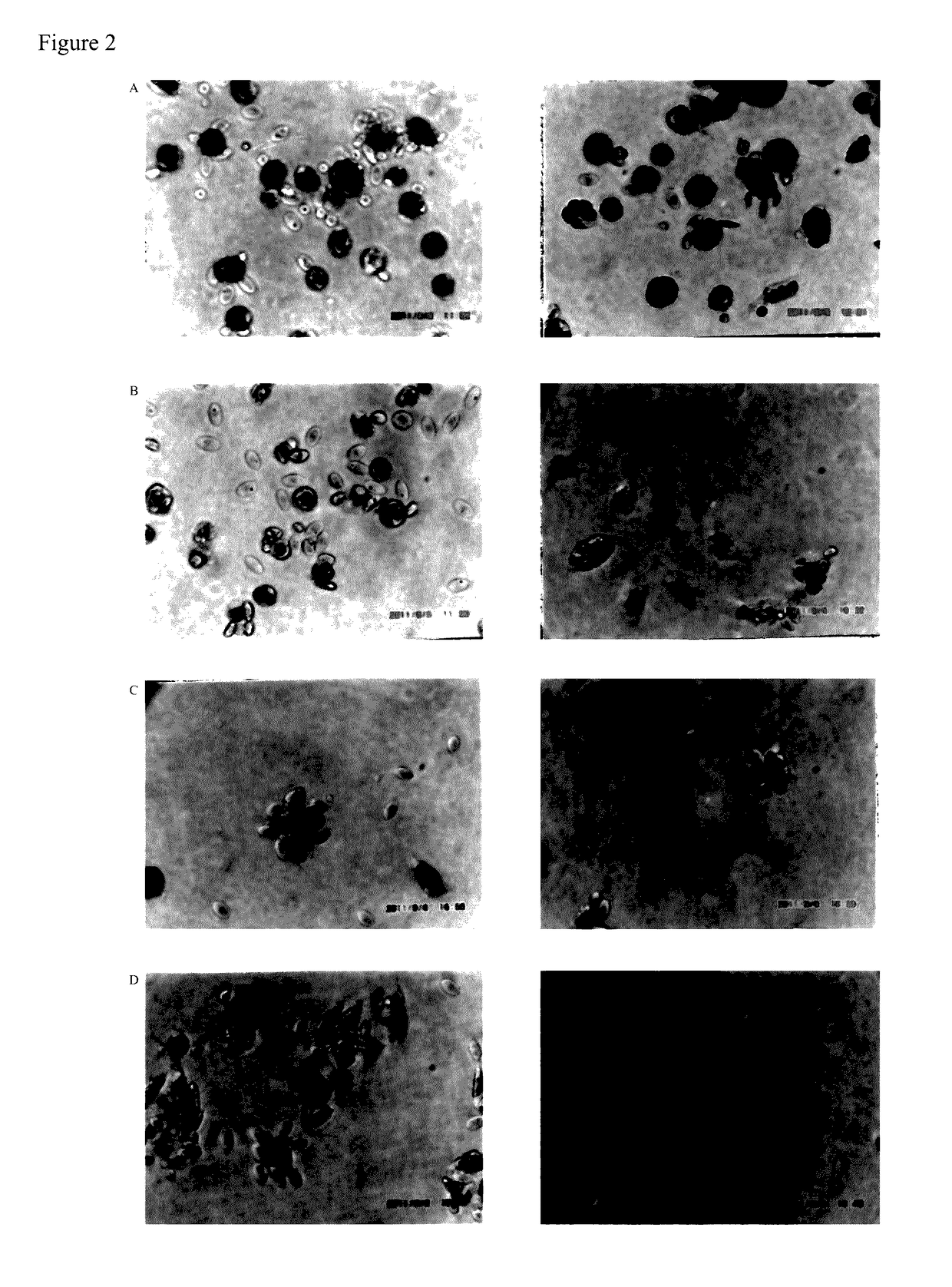 Useful process for screening immune response modifier