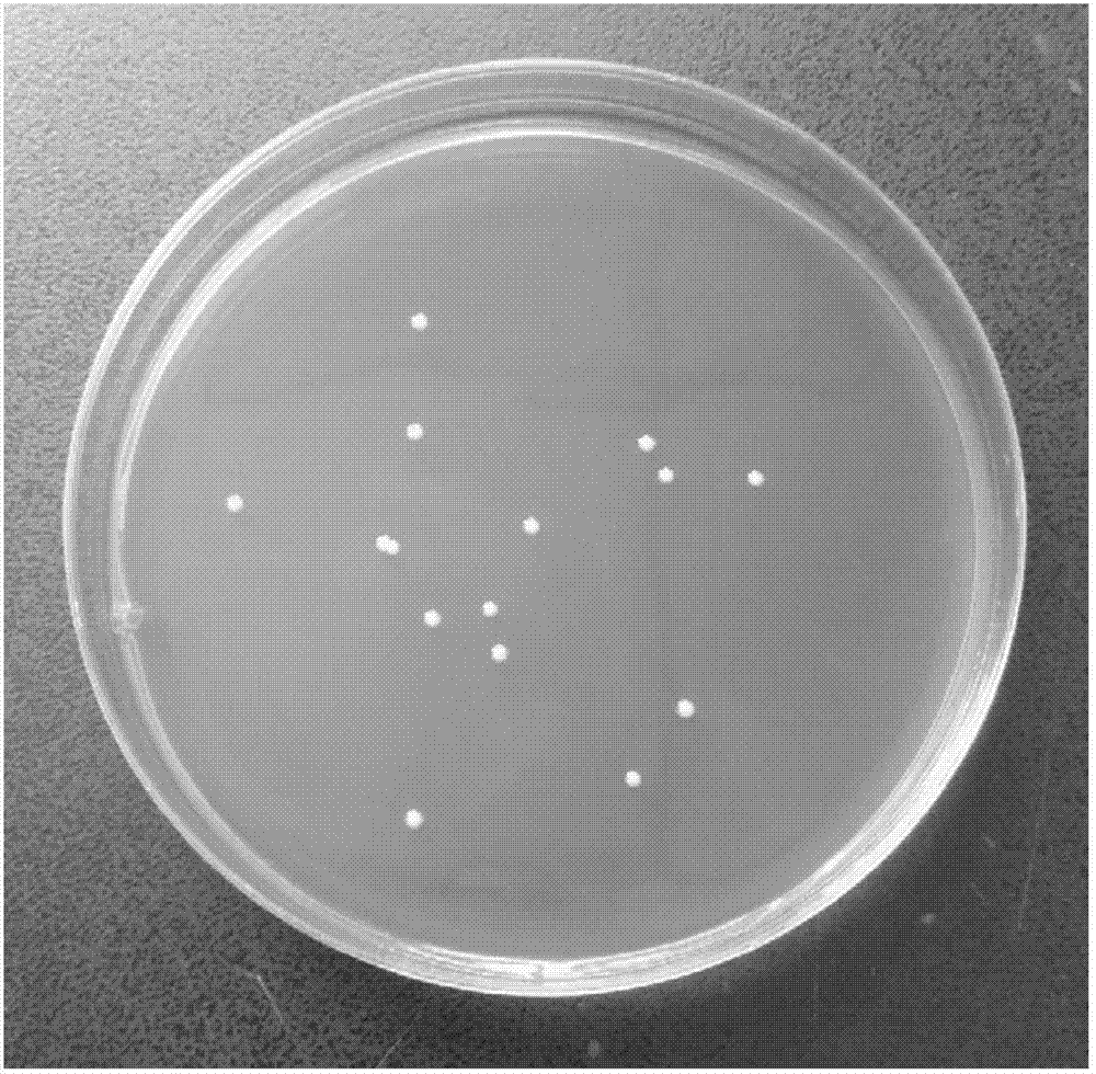 Lactobacillus paracasei, Lactobacillus paracasei preparation, and applications of Lactobacillus paracasei preparation in pig feed