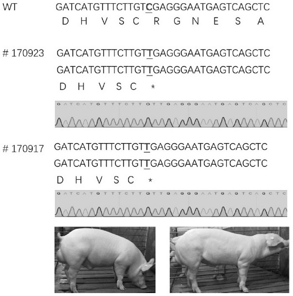 A method for preparing cd163 gene-edited pigs using single base editor spry-be4
