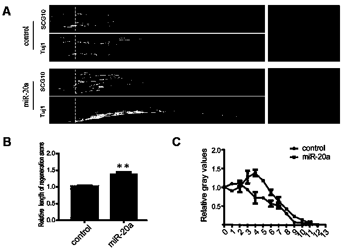 Application of miR-20a to aspects of promoting nerve regeneration and repairing nerve injury