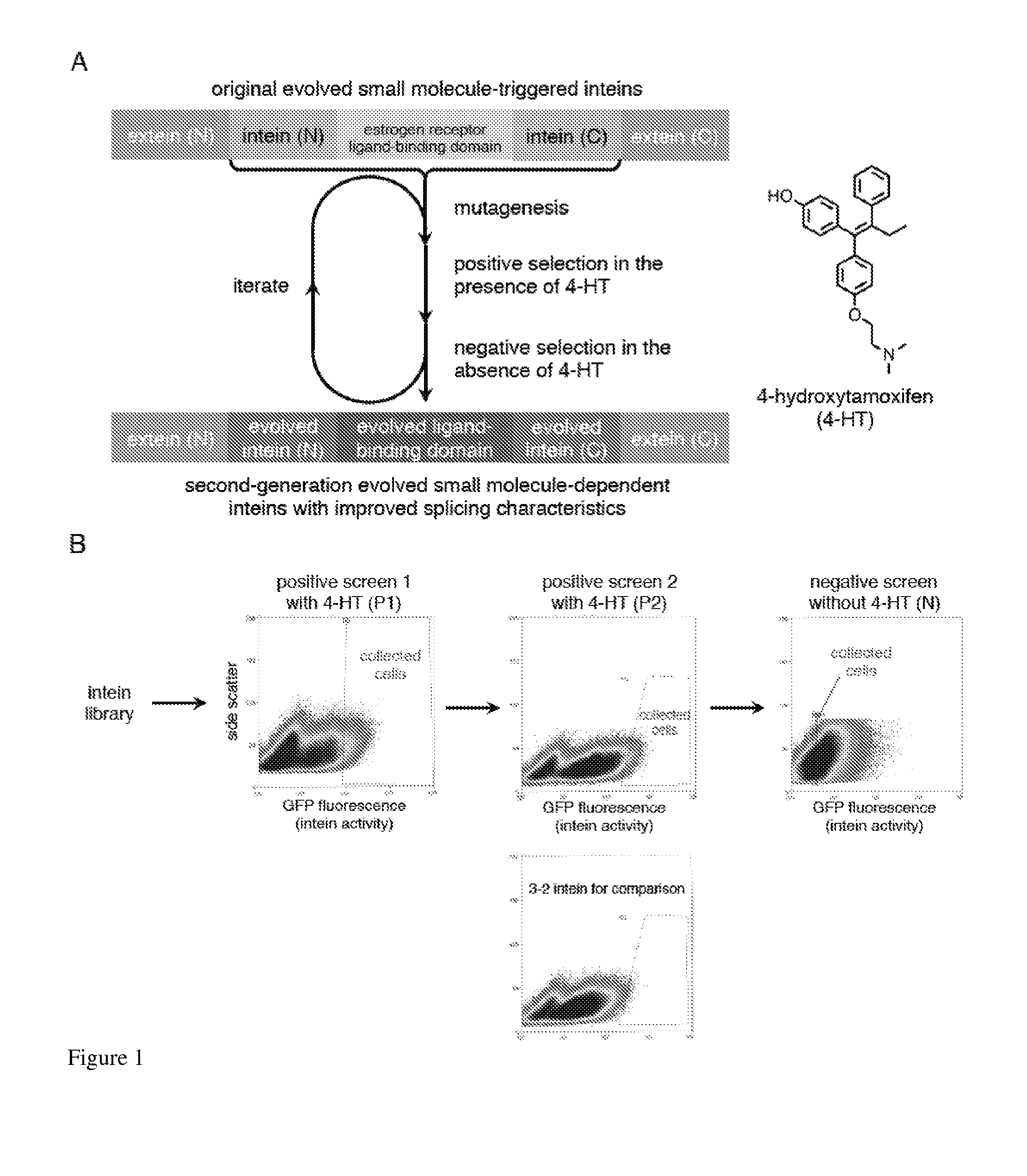 Small molecule-dependent inteins and uses thereof