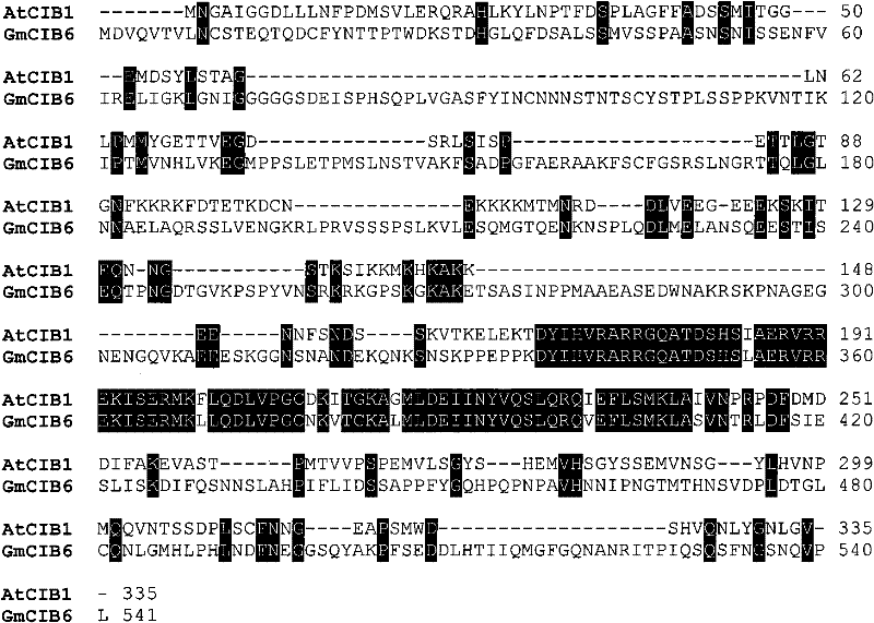 Soybean flowering regulatory gene GmCIB6, encoding protein and application thereof