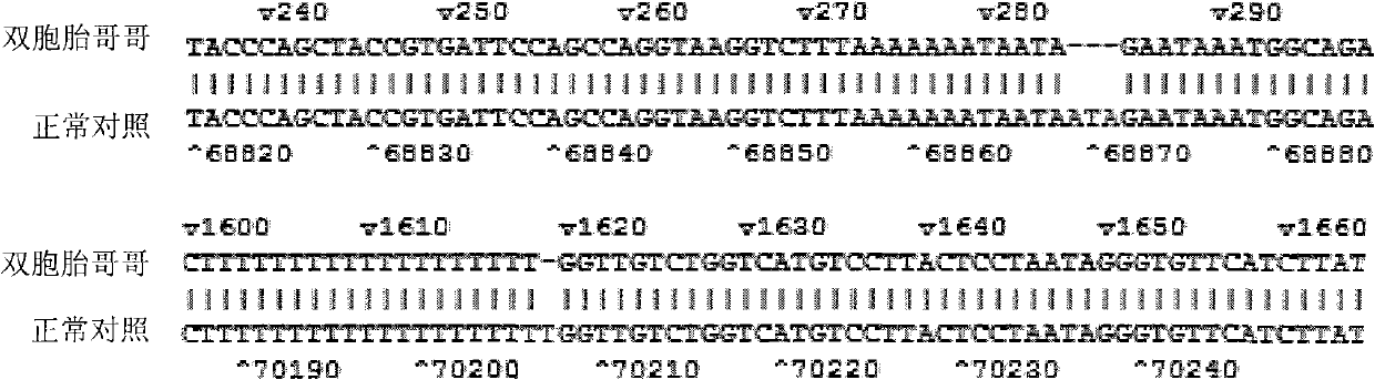 FOXP3 mutator gene of IPEX (immunodysregulation polyendocrinopathy enteropathy X-linked syndrome) syndrome major gene, detection method and kit thereof