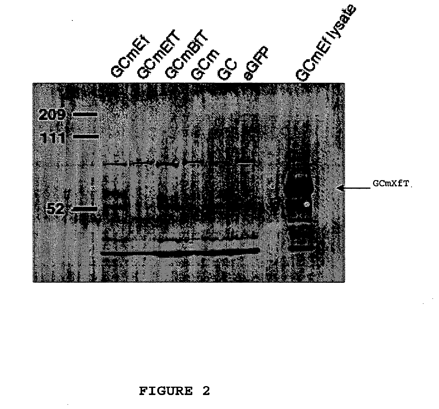 Compositions and methods for targeting a polypeptide to the central nervous system