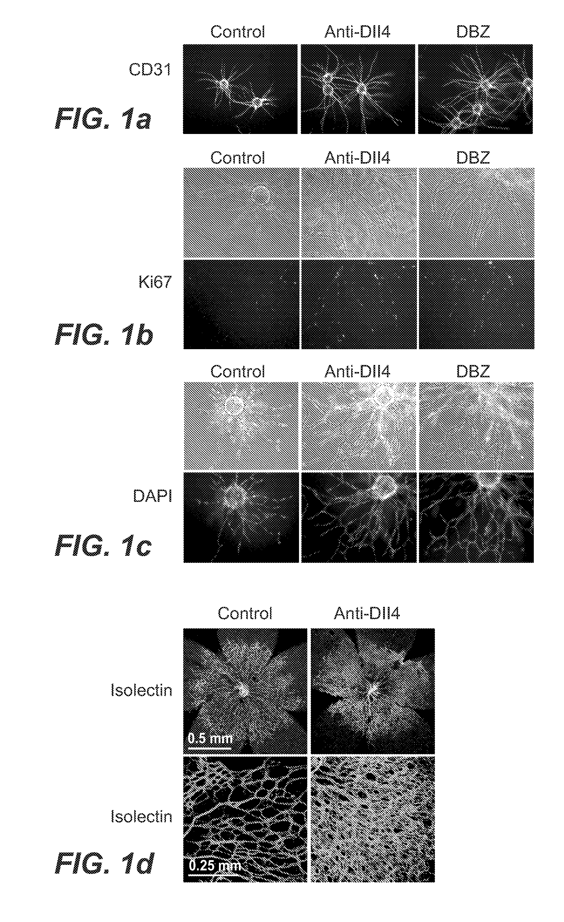 Compositions and methods for modulating vascular development