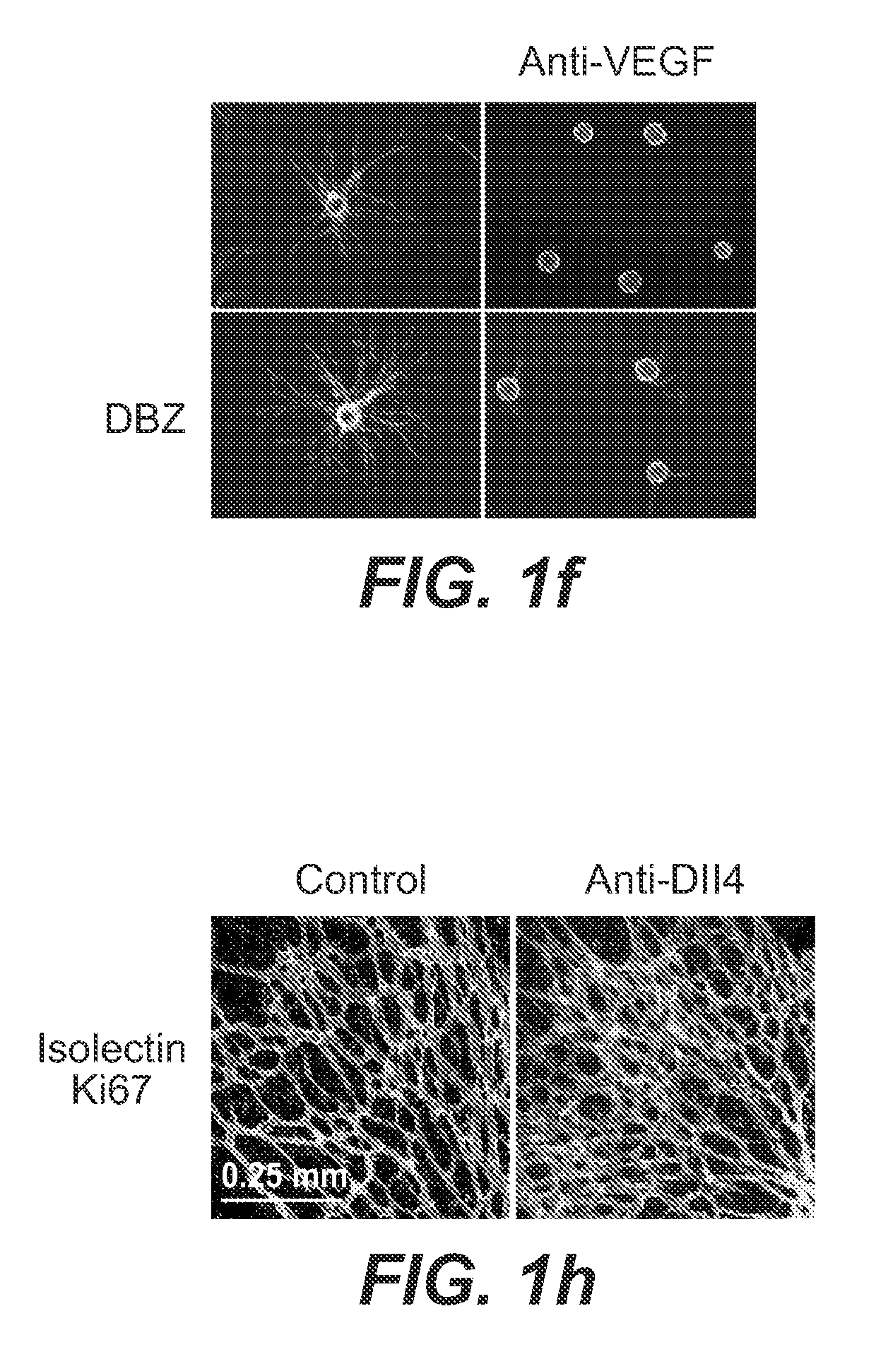 Compositions and methods for modulating vascular development