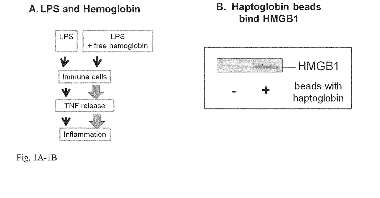 Haptoglobin derivative for treatment of sepsis and acetaminophen-induced liver damage