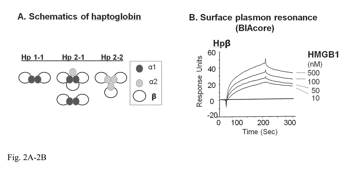 Haptoglobin derivative for treatment of sepsis and acetaminophen-induced liver damage