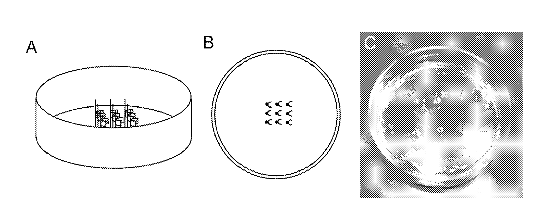 High throughput assays for determining contractile function and devices for use therein