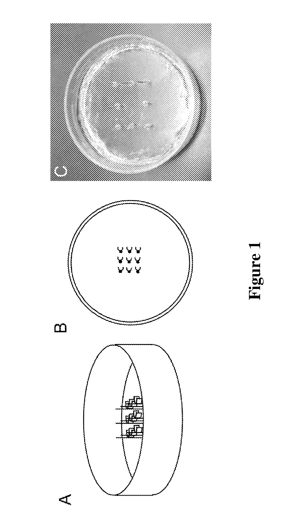 High throughput assays for determining contractile function and devices for use therein