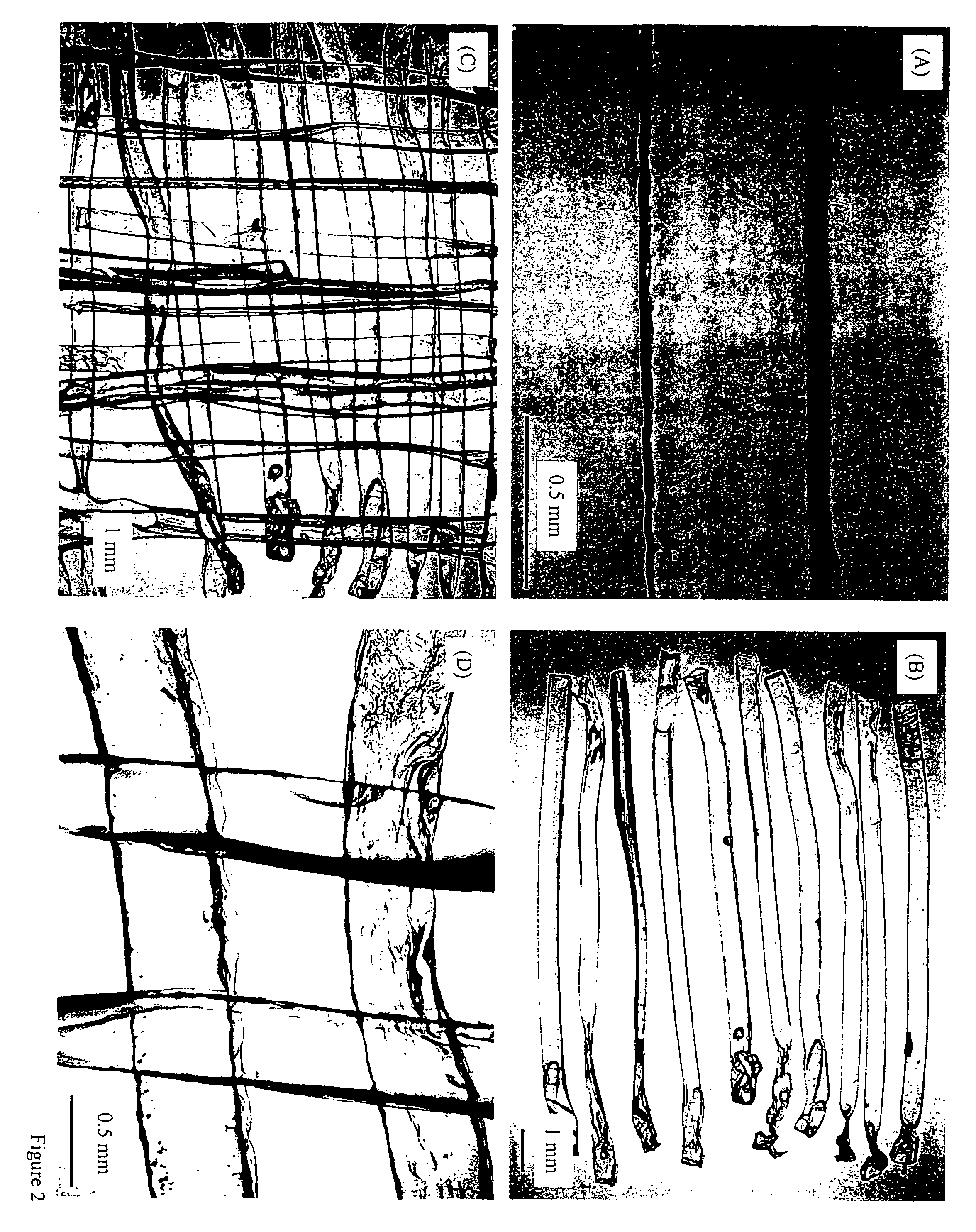 Three dimensional cell protector/pore architecture formation for bone and tissue constructs