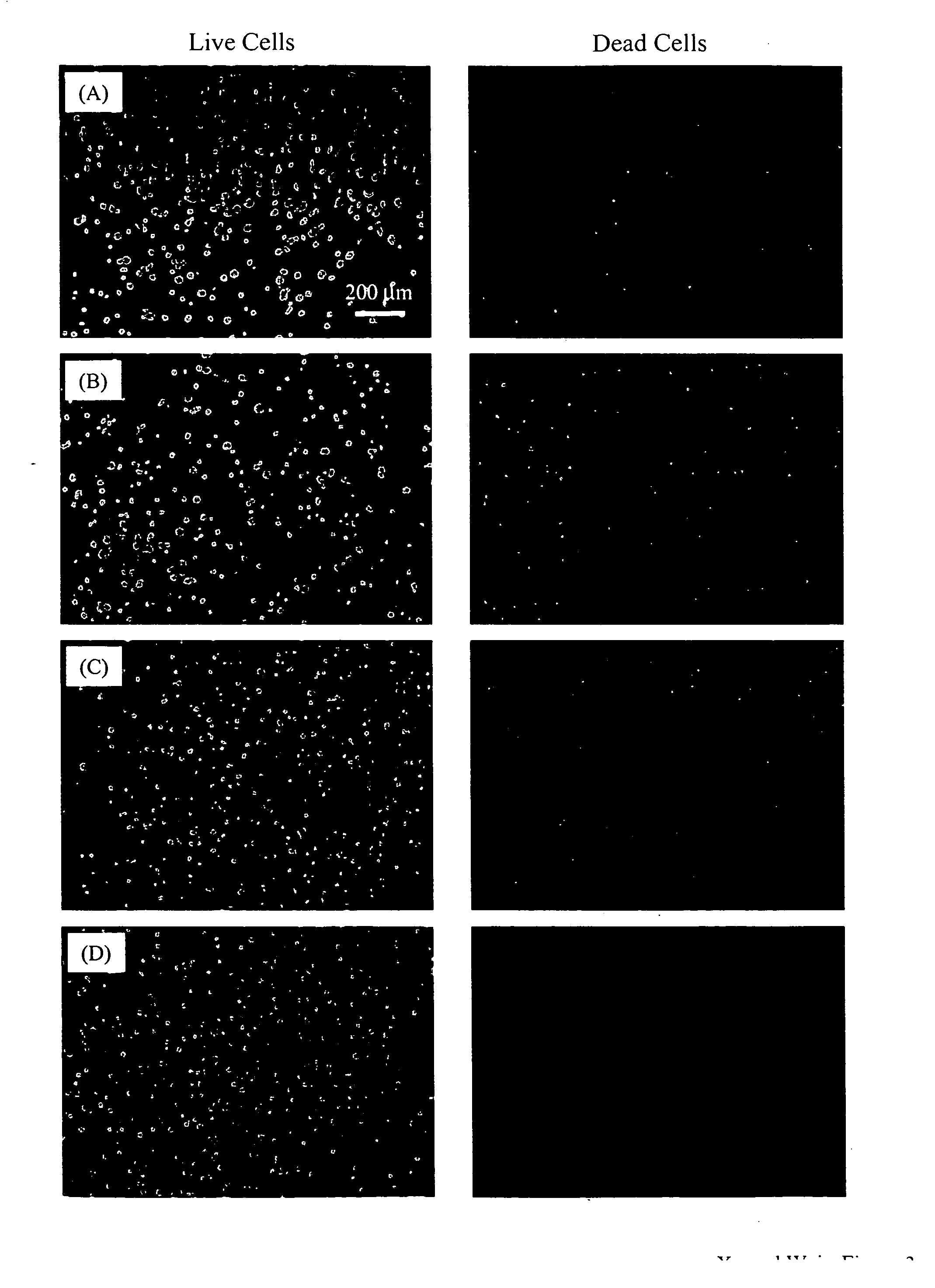 Three dimensional cell protector/pore architecture formation for bone and tissue constructs