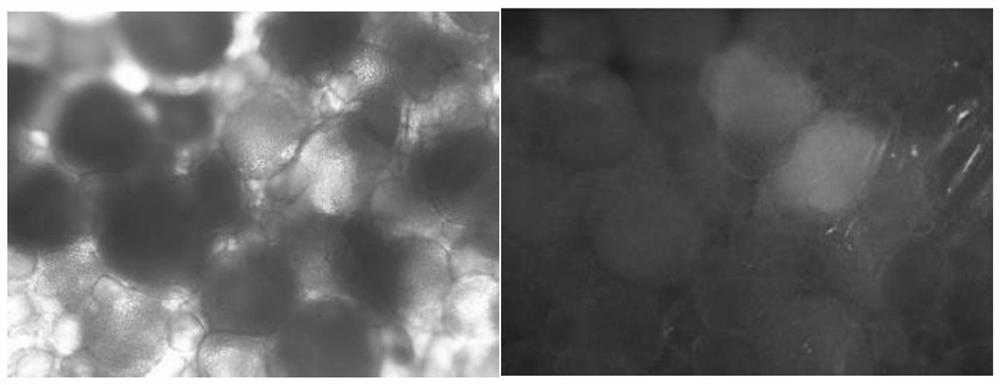 Protein specifically targeting fish egg cell transport and its preparation method and application