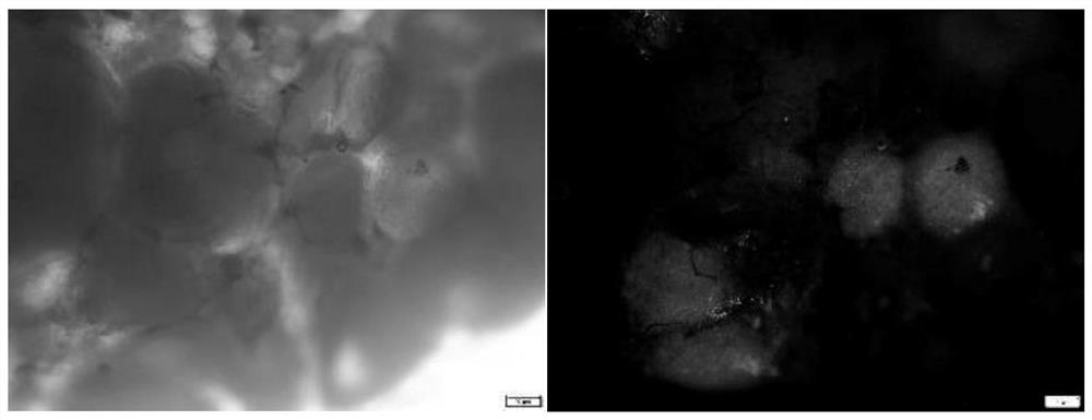 Protein specifically targeting fish egg cell transport and its preparation method and application