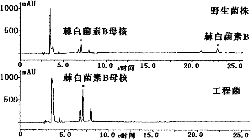 Gene engineering bacterium for high efficiency conversion of echinocandin B and preparation method thereof