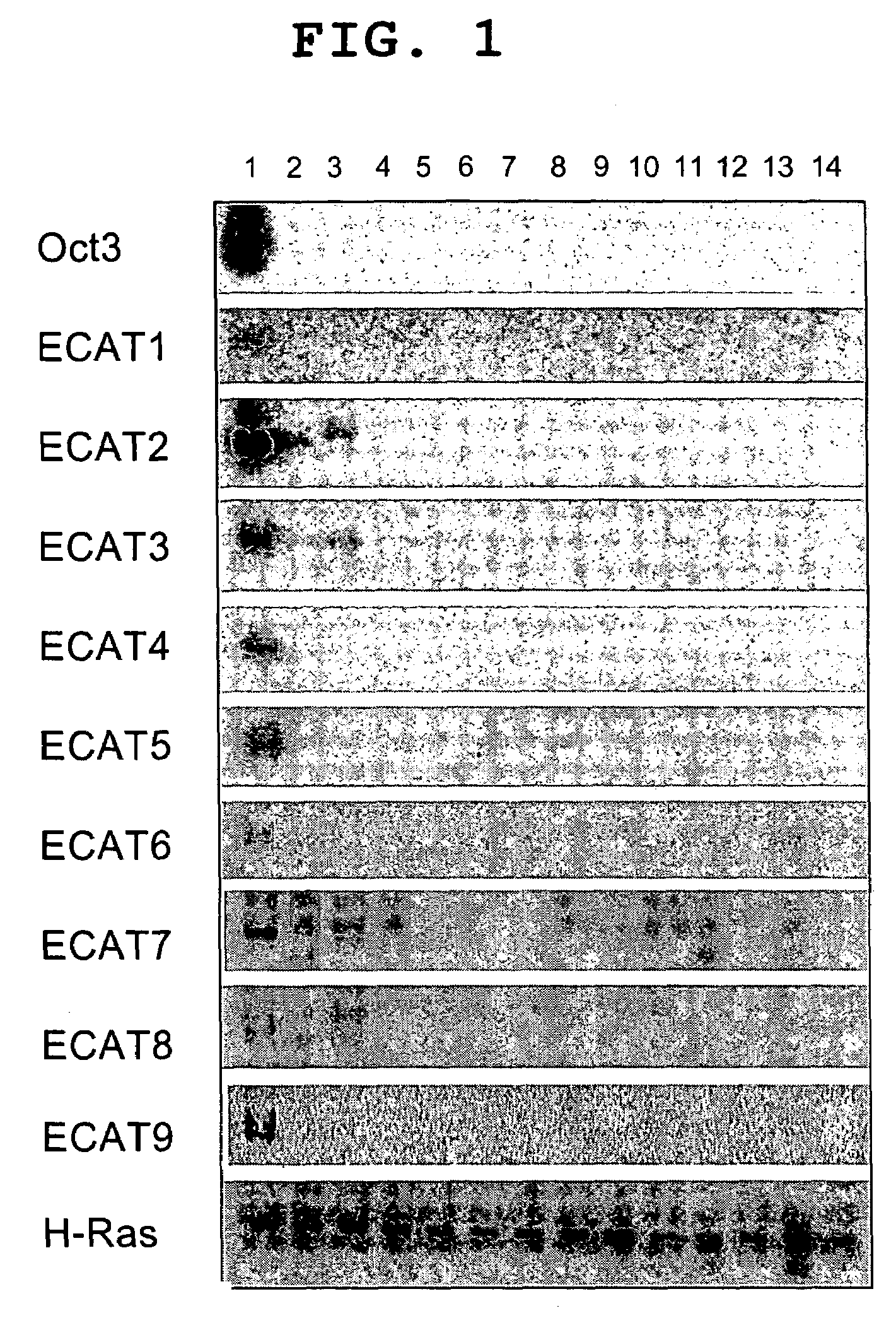 Genes with ES cell-specific expression