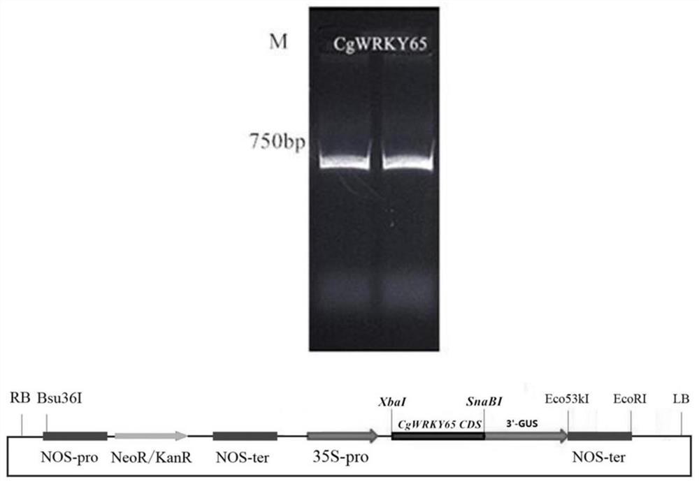 A kind of Chunlan cgwrky65 gene and its application