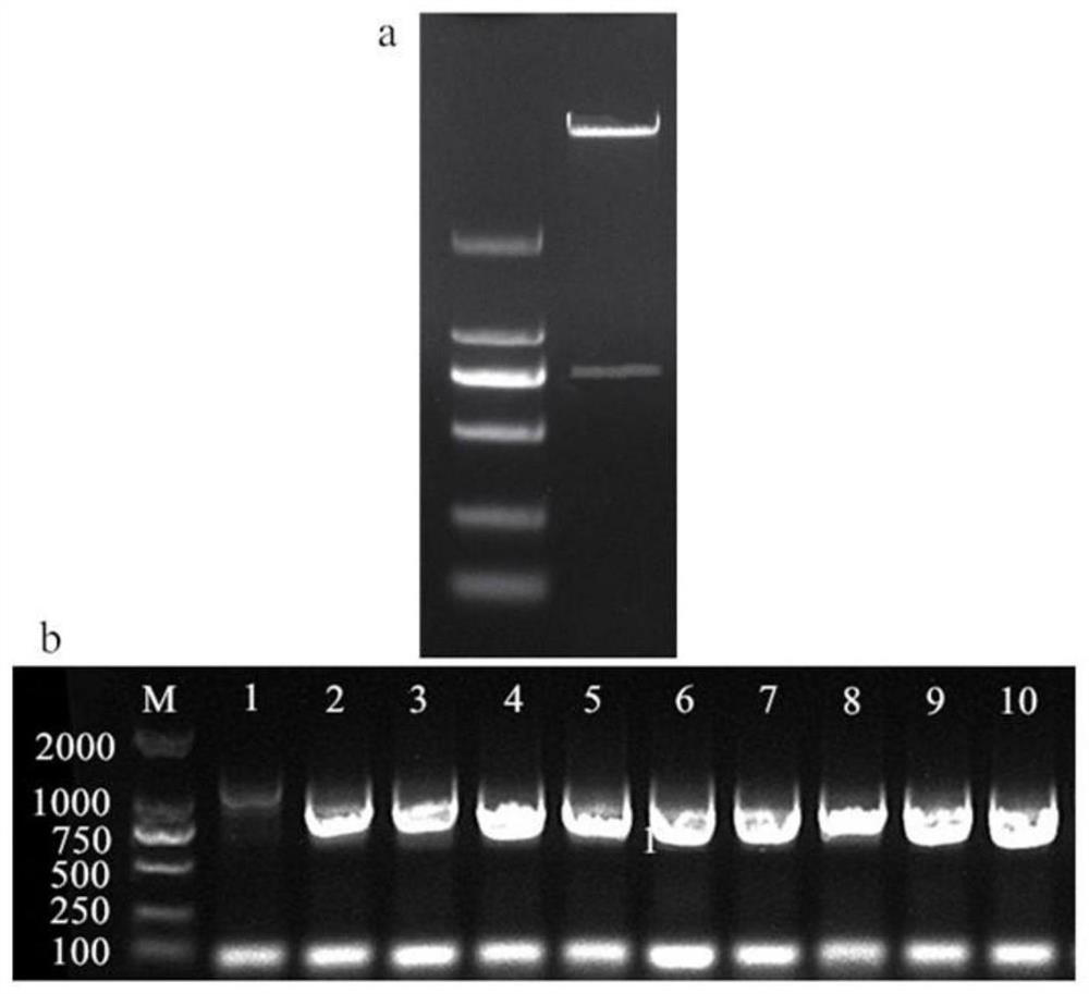 A kind of Chunlan cgwrky65 gene and its application