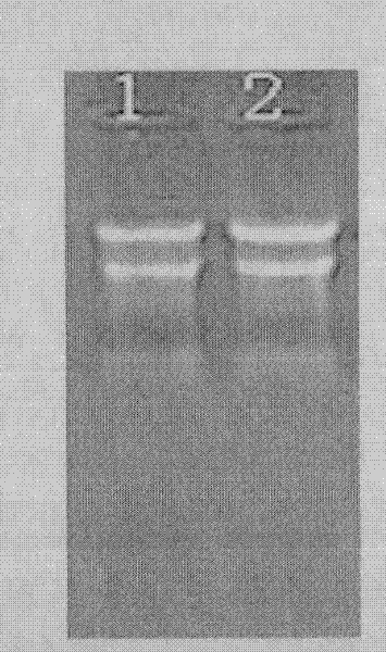 Ultrafast detection method for nucleic acid