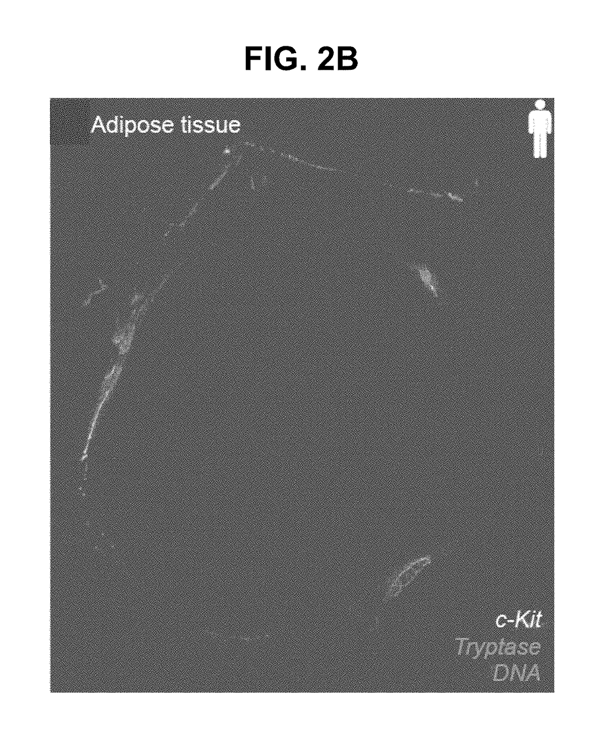 Materials and methods for modulating glucose uptake