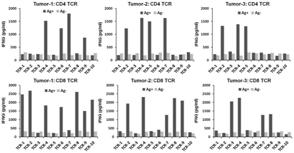 TCR-T cell for killing tumors as well as preparation method and application of TCR-T cell