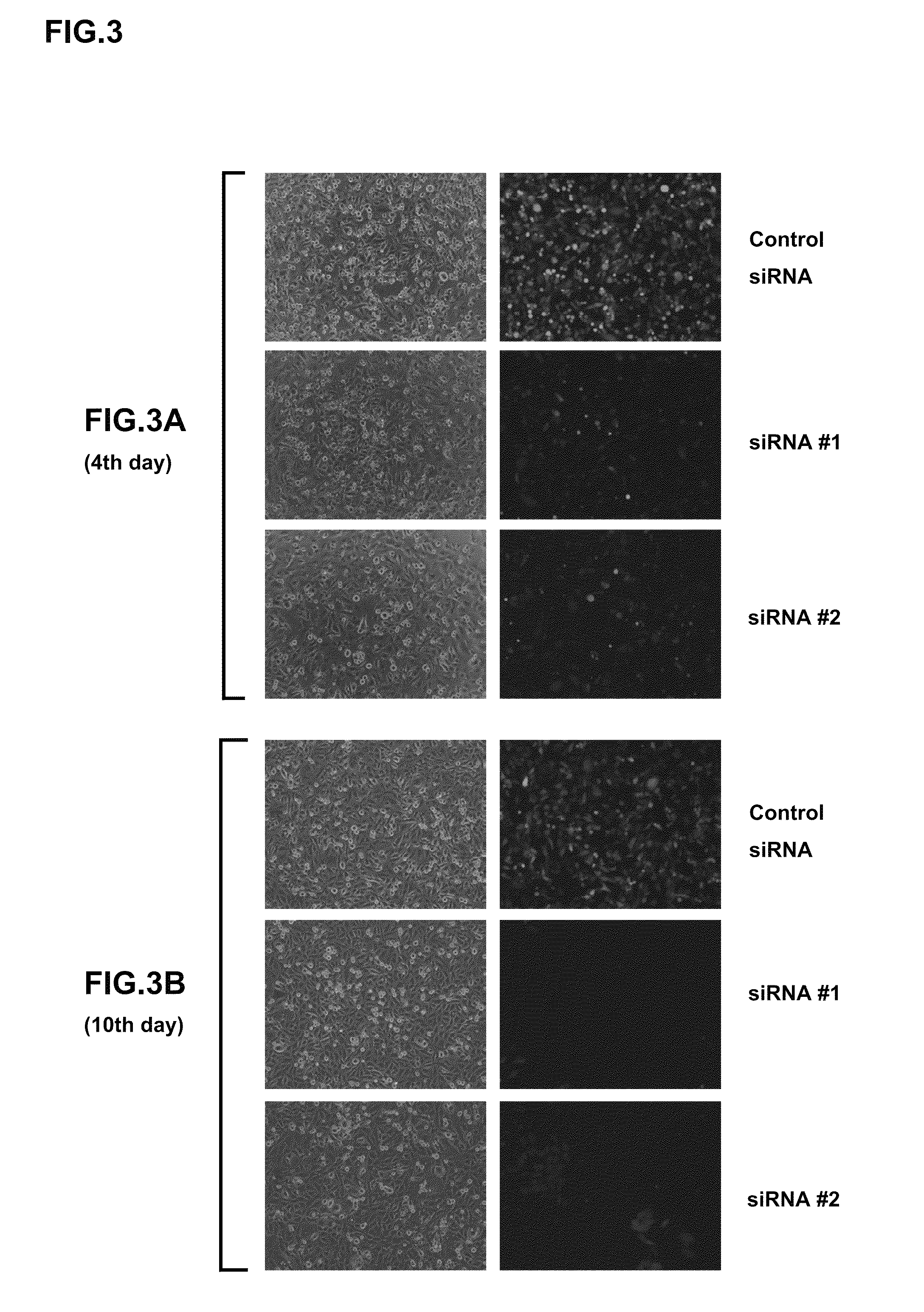 Vectors for generating pluripotent stem cells and methods of producing pluripotent stem cells using the same