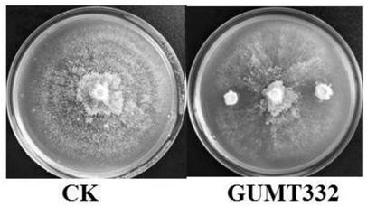 Bacillus subtilis GUMT332 and application thereof