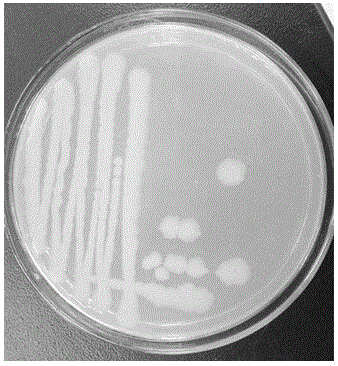 Screening of Bacillus amyloliquefaciens and application thereof in Apostichopus japonicas culture