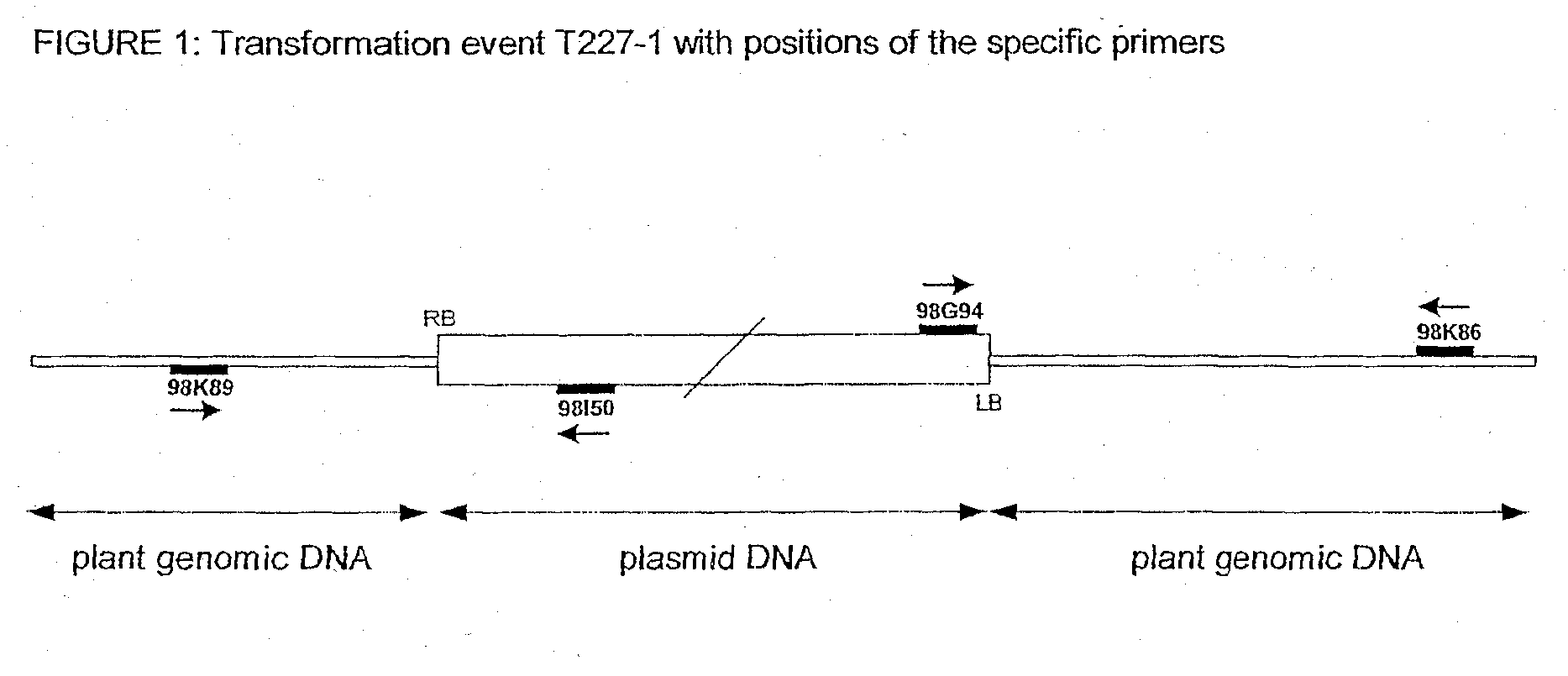 T227-1 flanking sequence