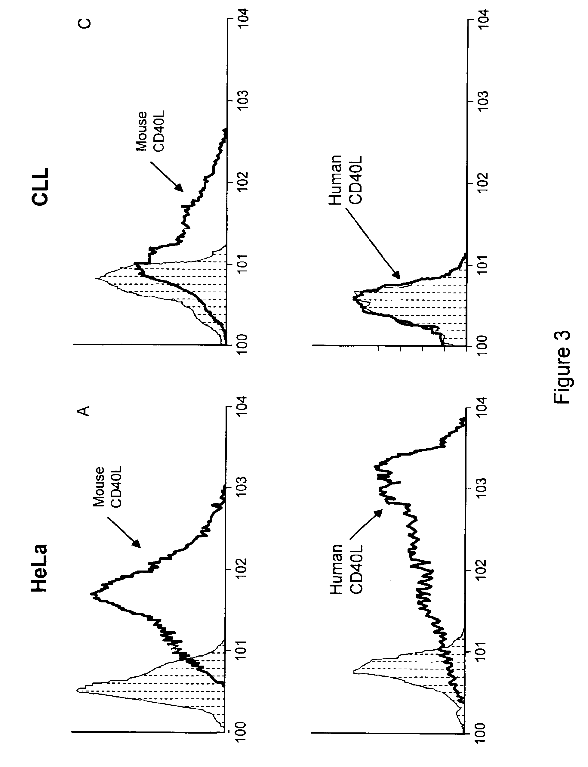 Methods of expressing chimeric mouse and human CD40 ligand in human CD40+ cells