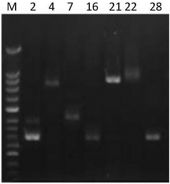 Multi-PCR primer, method and kit for identifying authenticity of filial generations of stylosanthes guianensis