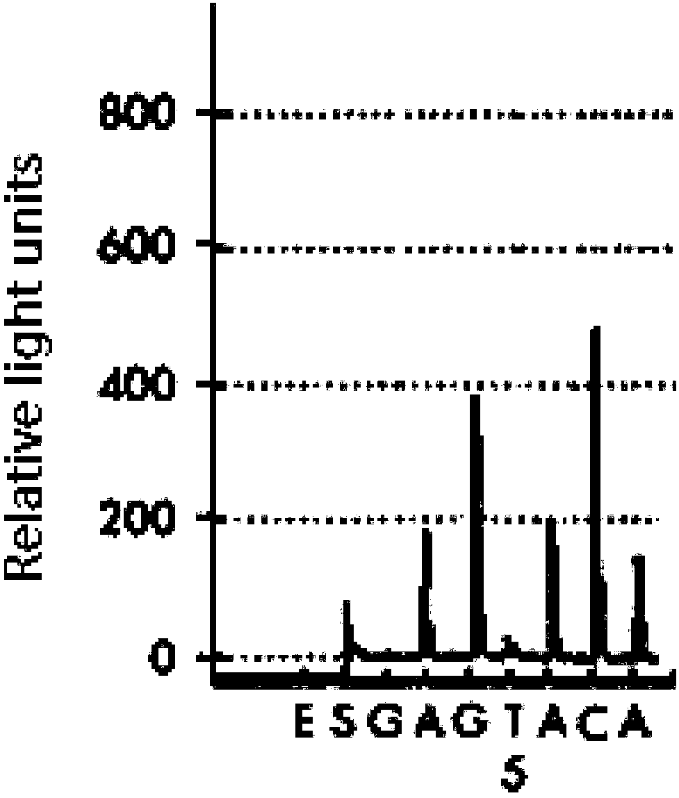 Rapid detection kit for Hcy metabolic key enzyme and detection method