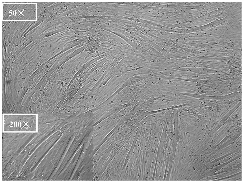 A chemically defined medium for in vitro differentiation of muscle stem cells