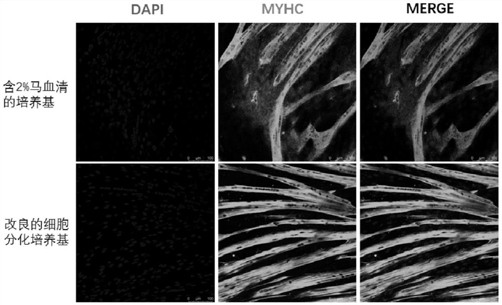A chemically defined medium for in vitro differentiation of muscle stem cells