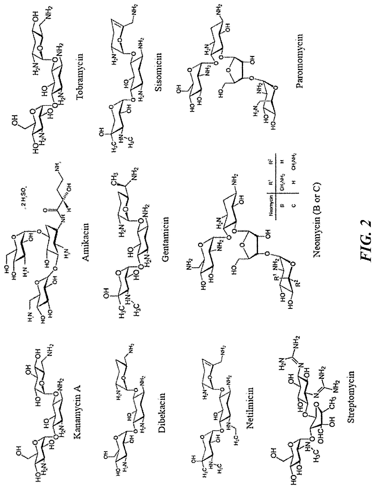 Nitric oxide-releasing polyaminoglycosides as biodegradable antibacterial scaffolds and methods pertaining thereto
