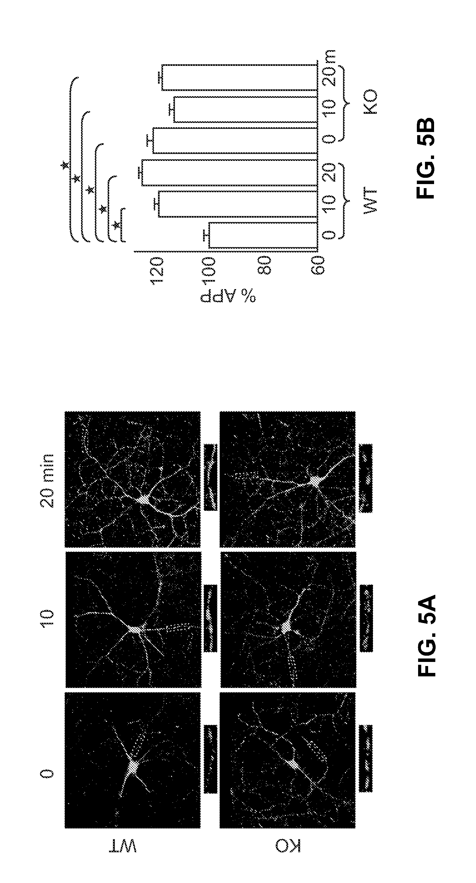 Methods for Inhibiting Amyloid Precursor Protein and Beta-Amyloid Production and Accumulation