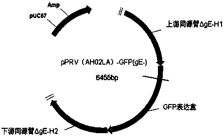 Pseudorabies virus (PRV) digene deletion attenuated strain and application thereof