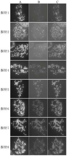 Preparation method of multi-primer oligo probes