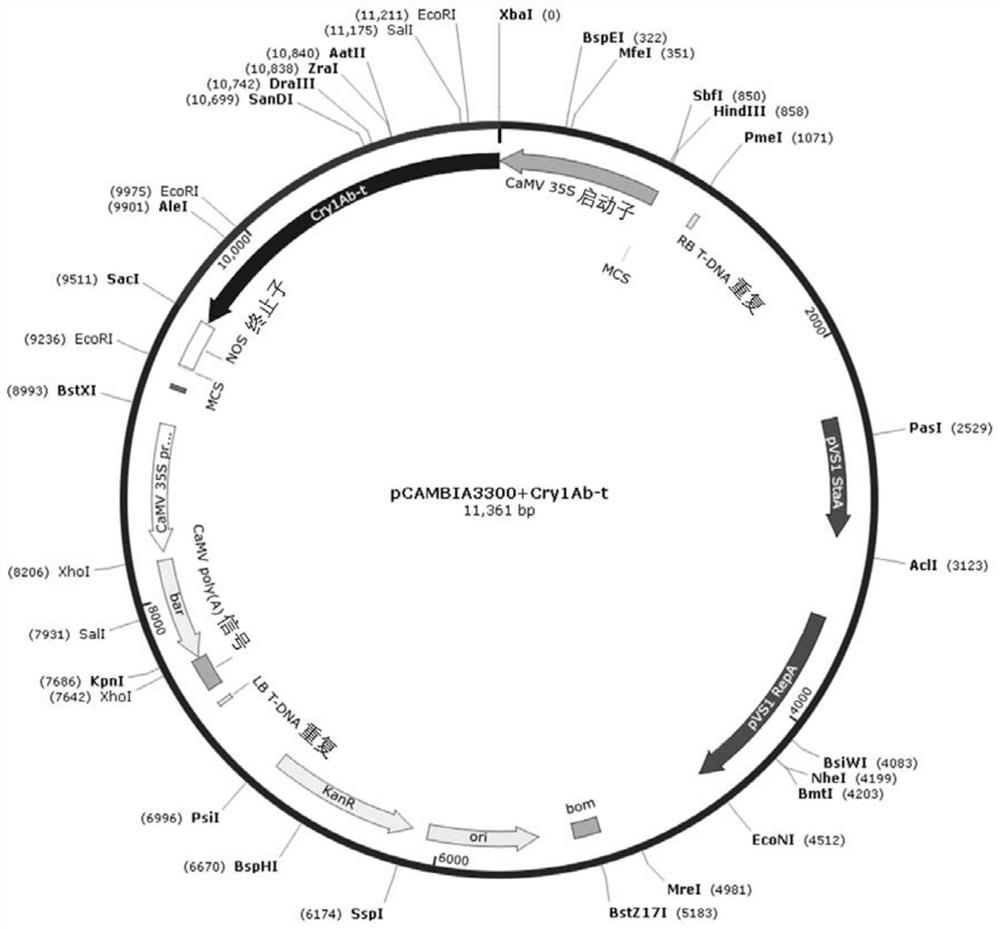 Nucleic acid molecules from maize event ca09328 and methods for their detection